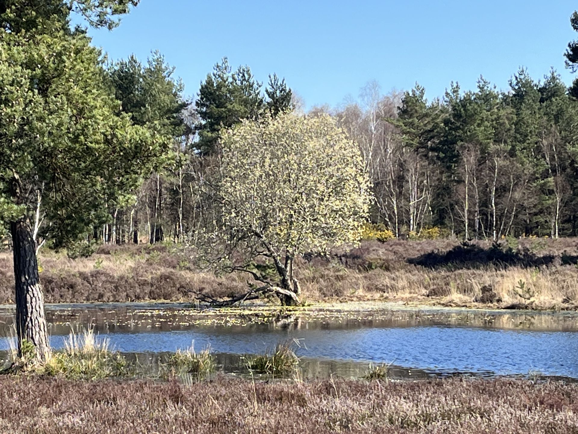 Picturesque Pirbright